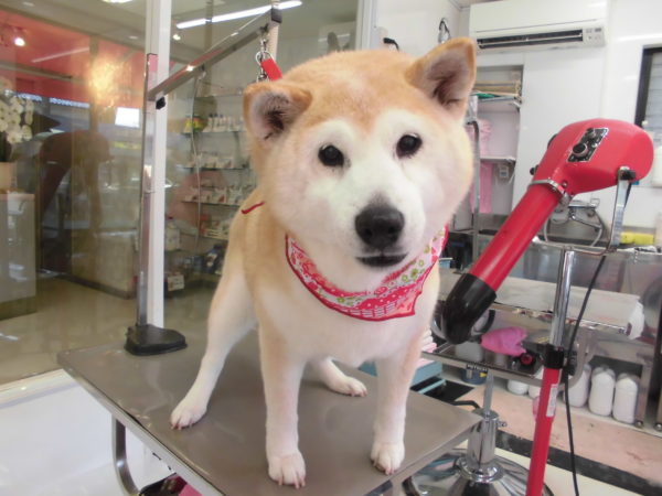 奈良原　幸