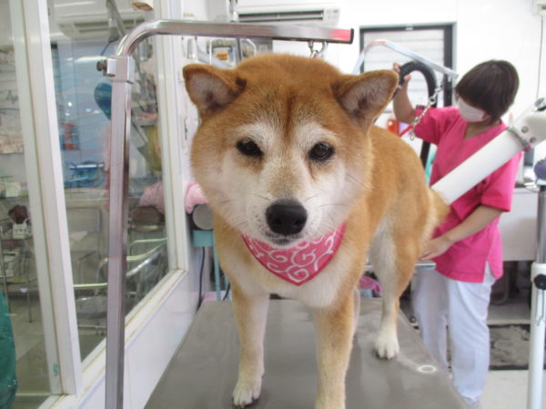 諫早なつちゃん　柴犬