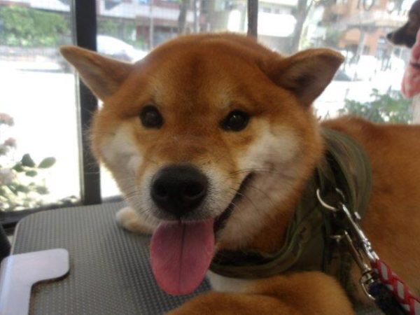 村上たろうちゃん　柴犬